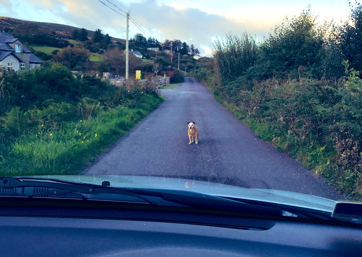 todayInIreland's tweet image. The standoff. 

😏
Beenbane Road, Waterville, Co Kerry. #heaintmovin #doghour #Ireland #DogsofTwittter