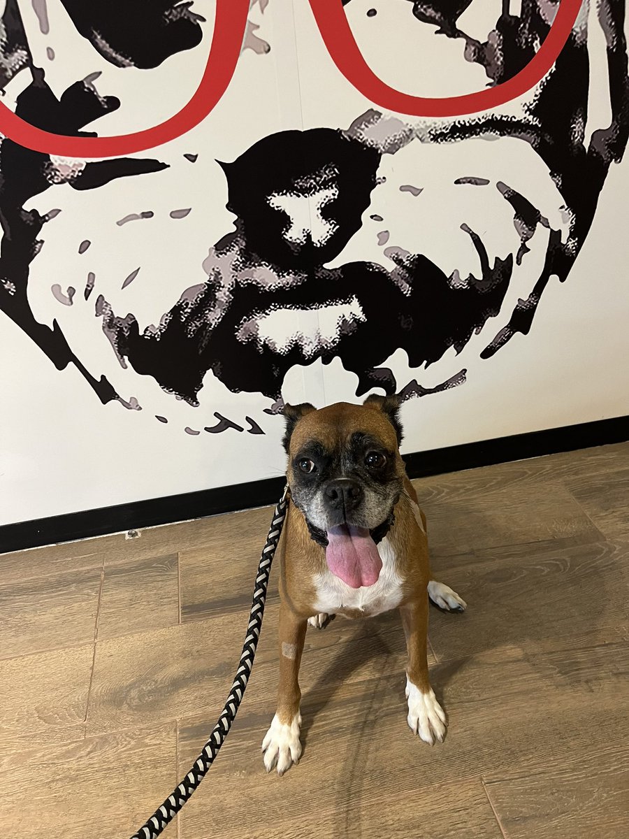 emehachea's tweet photo. Aquí una perra valiente y querida 🐾🧡 #Chamaca #forpets https://t.co/oEKo8xDYx8