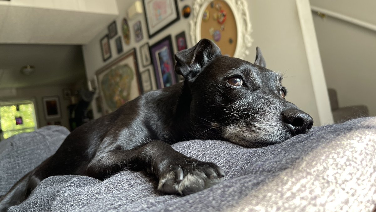 cascadecrisis's tweet photo. Your daily shot of Jack.
#doggo #shotofjack https://t.co/qsdxZe0s9a