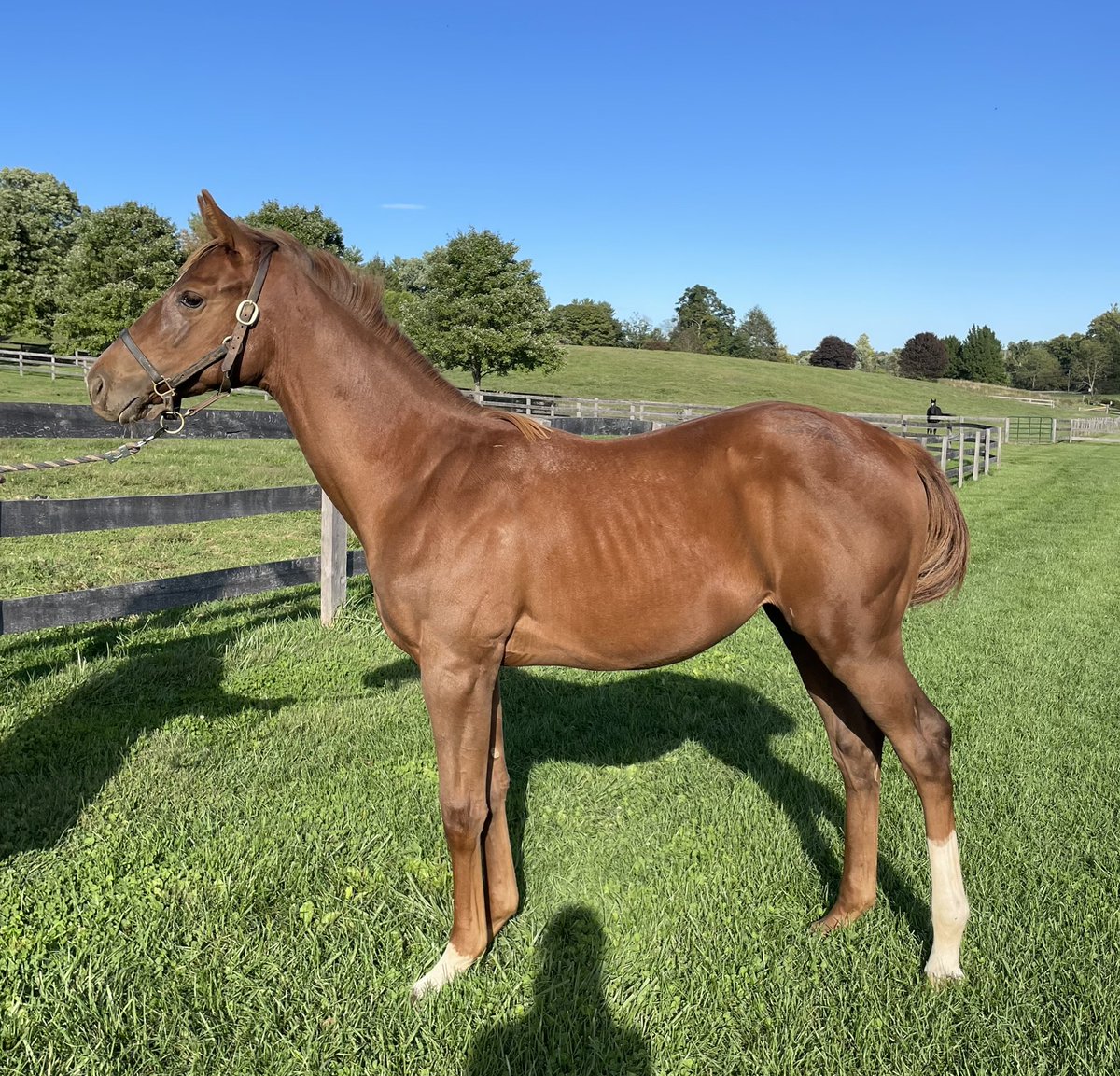 browch05's tweet photo. 7 month old Twosday #HolyBoss #Fingerpaint #MdBred #MdSired https://t.co/sthE3P2roq
