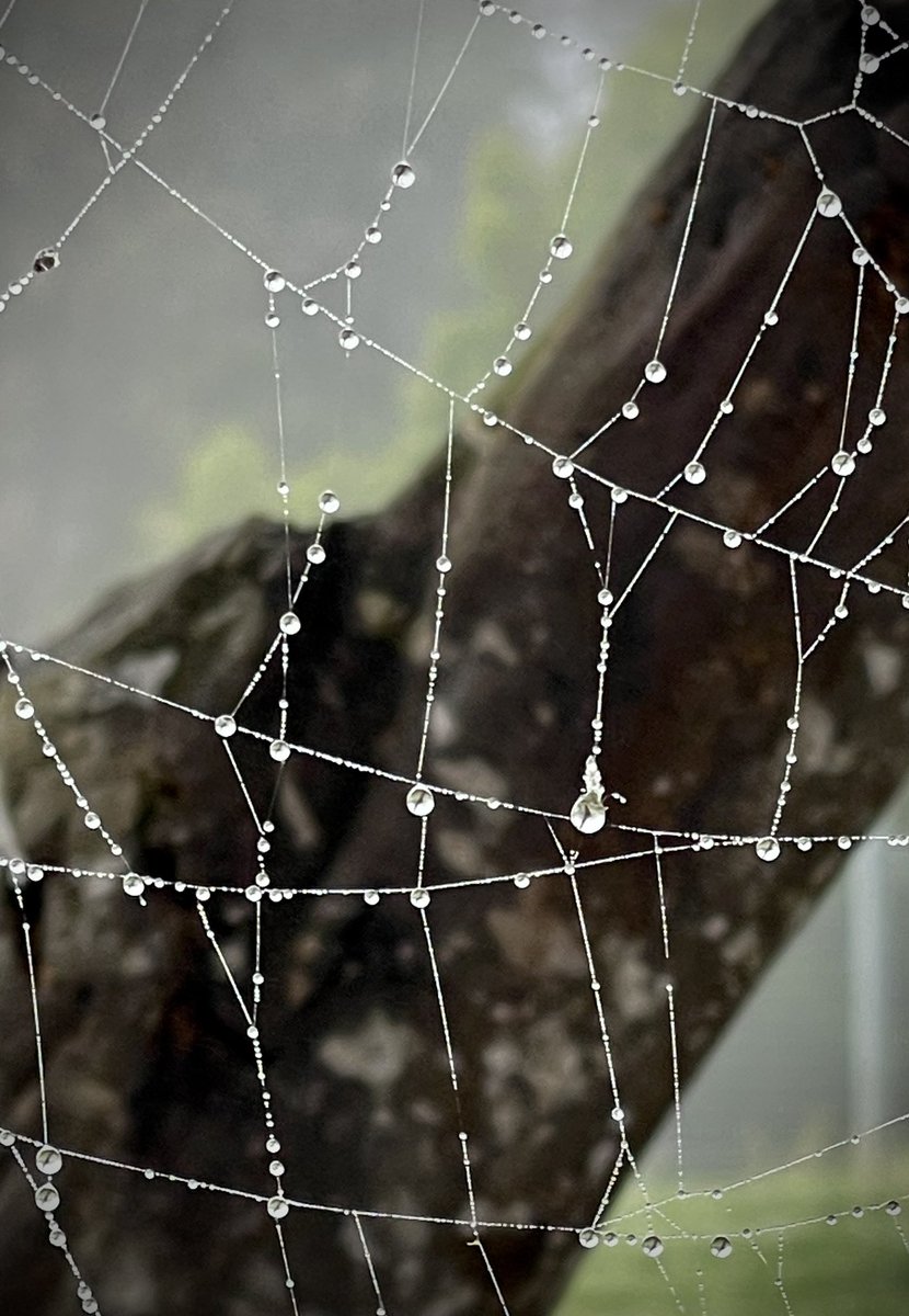 RoamingKat's tweet image. On my walk this morning I get to see the creative side of 🕷️