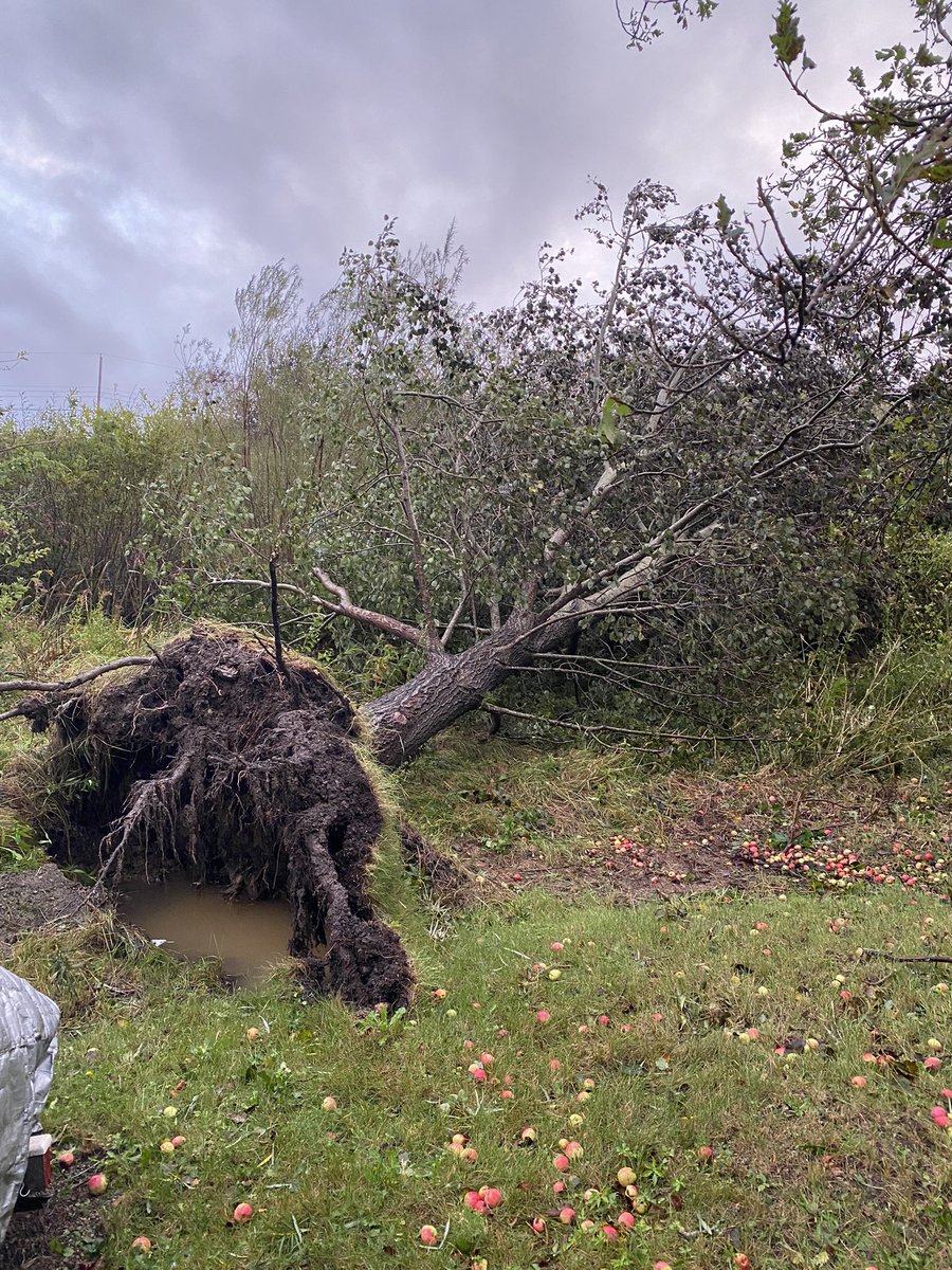 Markus_MacD's tweet photo. Weathered hurricane Fiona in one piece, finally got service back. Lots of destruction in my hometown of Sydney Mines. Many, many trees down, ones in our yard didn’t hit anything luckily. Tons of telephone polls completely frigged up, not looking good for getting power back soon. https://t.co/9QFoST9pMs