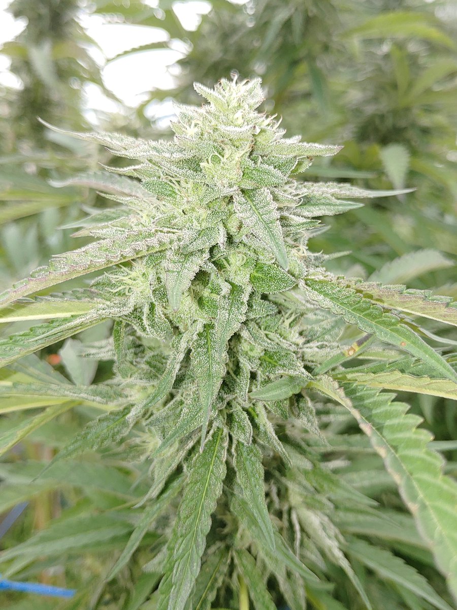 only1wayneking's tweet photo. The best time of year 🌞🌱🔥
It's like aromatherapy strolling thru the girls, the scent of terps in the air is overwhelming 👌😎
#GrowYourOwn #BioBuds #WeedLife #IsMyLife https://t.co/r8k2cChSox
