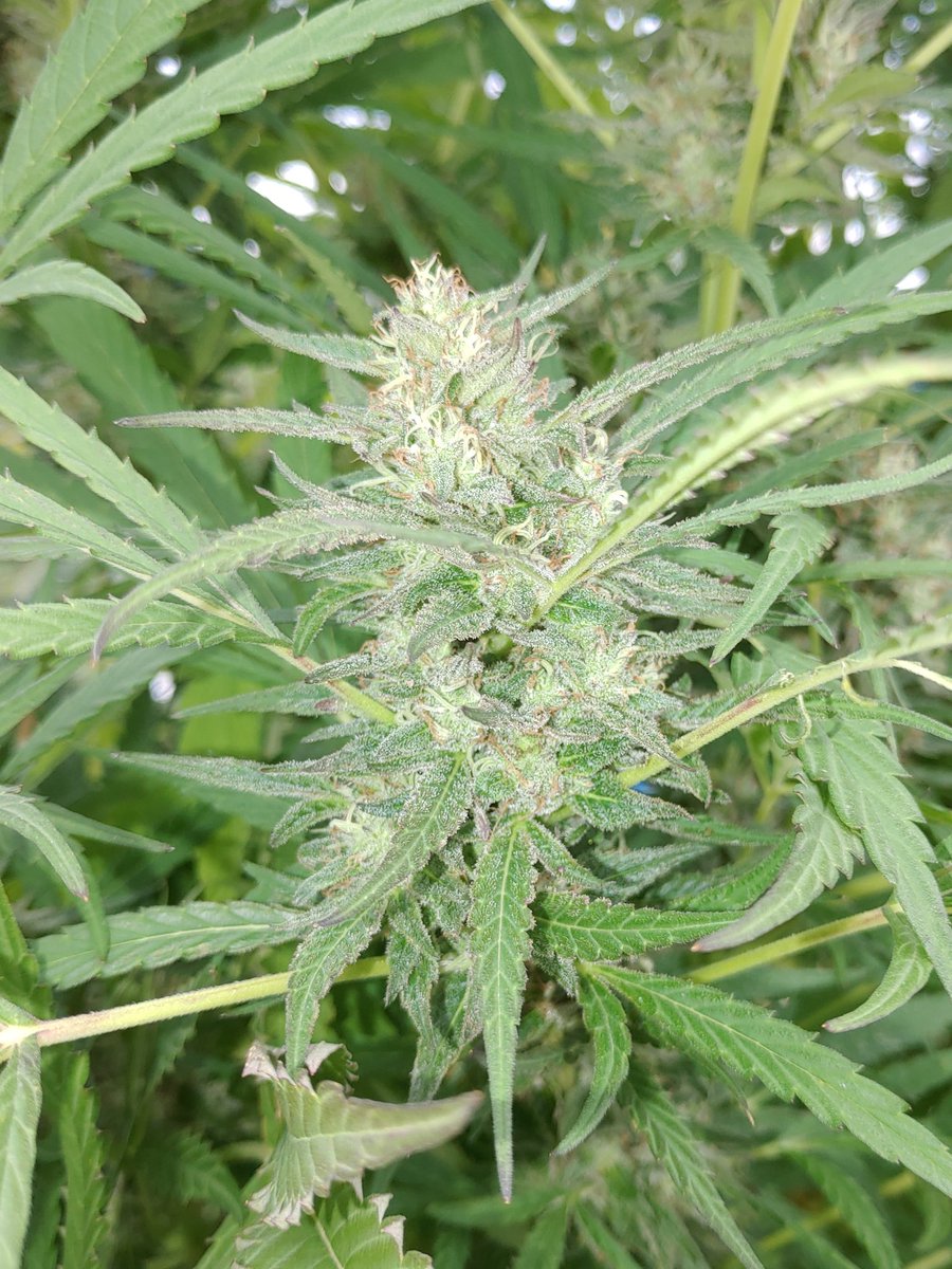 only1wayneking's tweet photo. The best time of year 🌞🌱🔥
It's like aromatherapy strolling thru the girls, the scent of terps in the air is overwhelming 👌😎
#GrowYourOwn #BioBuds #WeedLife #IsMyLife https://t.co/r8k2cChSox