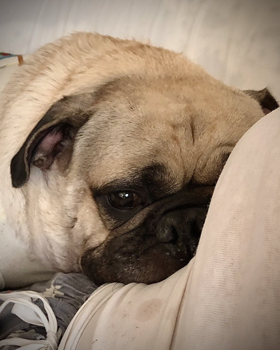 MaxiPugladiator's tweet photo. “I’m contemplating all my Saturday activities I’m doing again, tomorrow.” 🍗😋🍕 -Max
#max #pug #dog #SaturdayVibes #motivation #eat #zen #hungry #HungryLionCelebratesHeritage #eatallday #eatallnight #dogsoftwitter #DogLover #love #eatclean 🍔 https://t.co/n0HA7IojFD