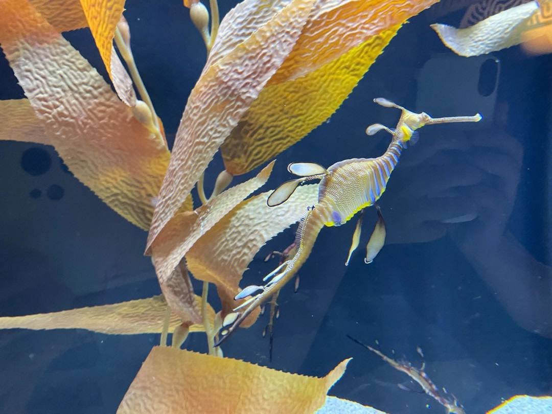SuccessfulSunny's tweet photo. Various members of the aquarium 🥰🥰 https://t.co/bpyduIKlzY