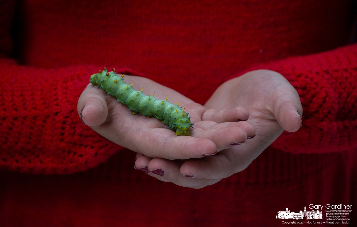 GaryGardiner's tweet image. A young girl holds a Cecropia moth caterpillar during Autumn Arborfest at Alum Creek Park North. My Final Photo for September 24, 2022.   - bit.ly/3Rgjhea #cecropiamothcaterpillar #cecropiamoth