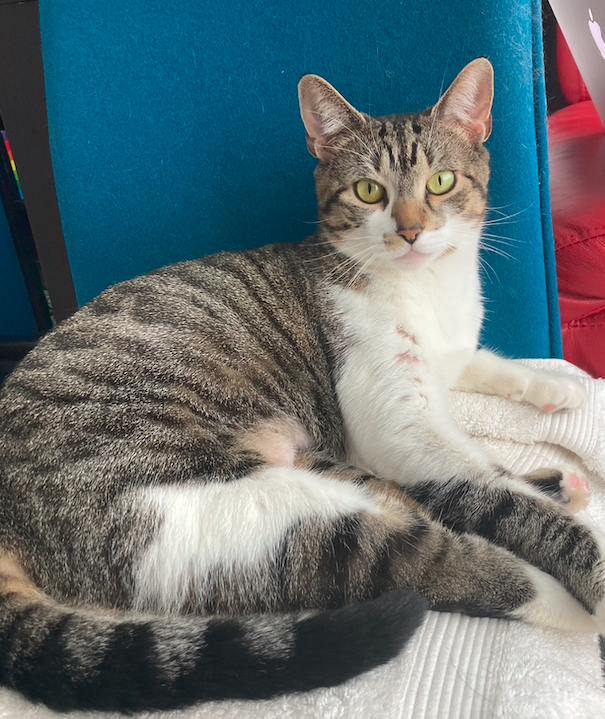 jilltwiss's tweet photo. MOST IMPORTANT: You can adopt her! She is a delight in every way. If you are in the NYC area, you can email Adopt@wffny.org and tell them you are interested in this good buddy! Or retweet this thread so we can find her the best home. https://t.co/WvWH7m0h62