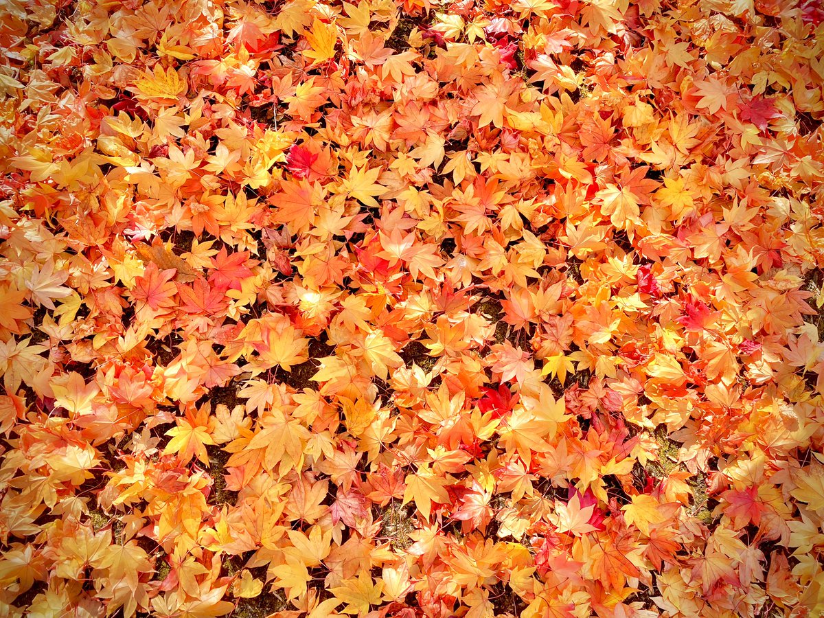 🍁『 世界に唯一のじゅうたん 』🍁 「旅行」とは季節や時間により様変わりする景色を感じ… そしてその土地の旬の食材を愉しみ… 人との出会いがあるからこそ、最高な時間が想い出となる。 ※写真の紅葉は昨年10月末に撮影したものになります。
