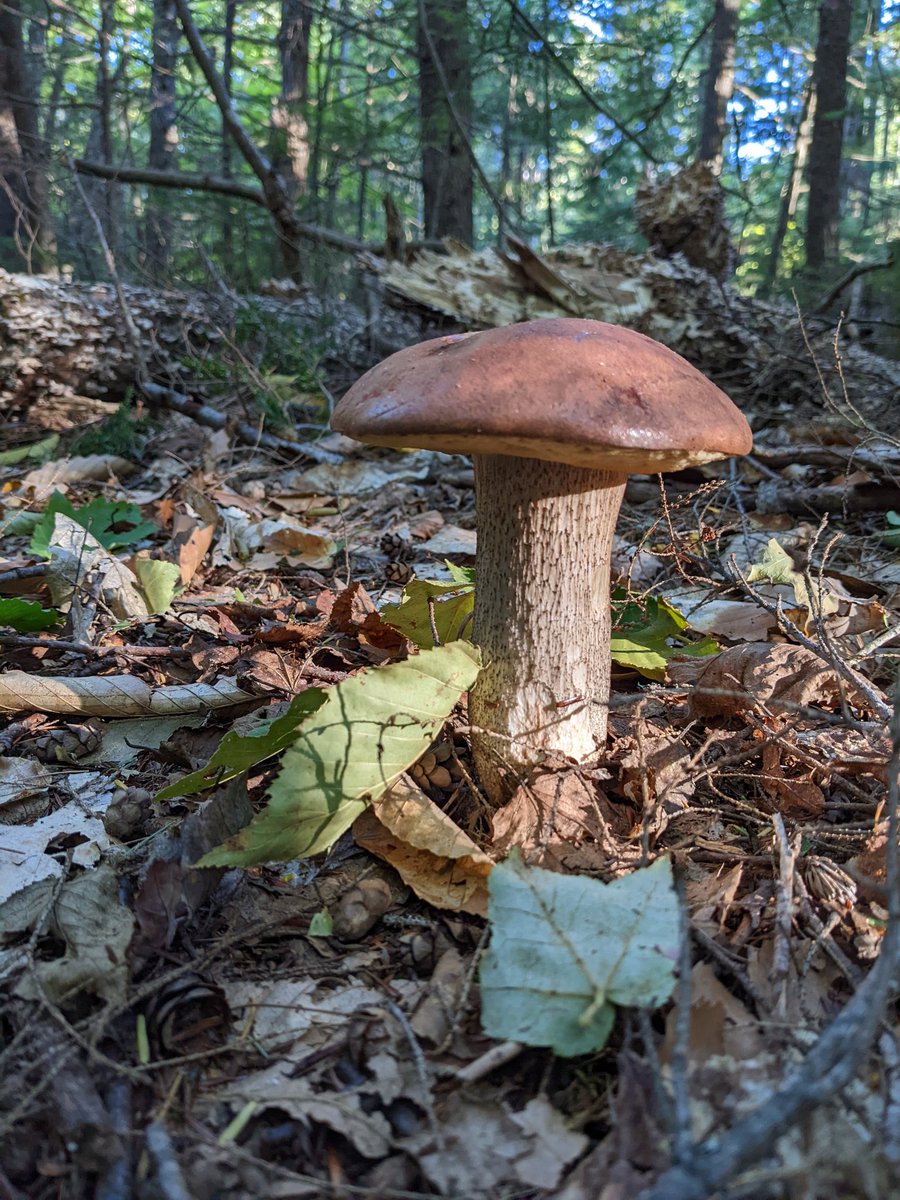 Hello. I will eat you. #yum #mushrooms #foraging