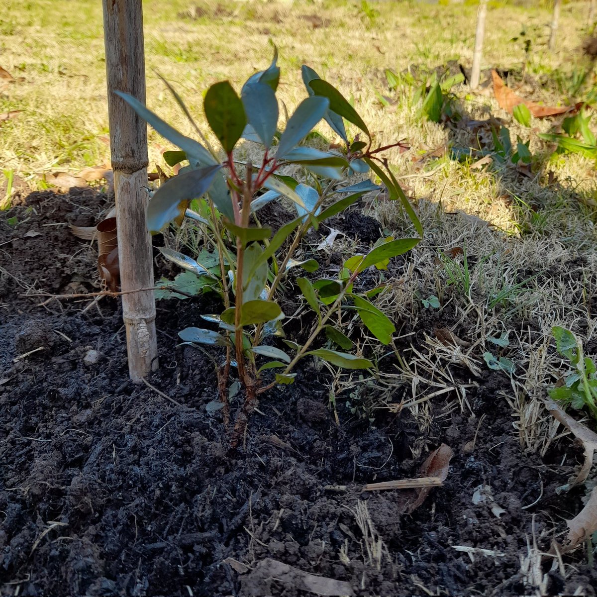 LouiseS81418075's tweet photo. Week 31:Tree 31 = another 2 #lillypilly s planted along our western fence in #Tenterfield -a birthday gift that keeps on giving #atreeaweek #tree31 #2022goals #lovetrees #nofilter #tree152 #tree153 #2020goals #lovemotherearth #renewableenergy #noplanetb #ClimateCrisis https://t.co/svugEPcaPs