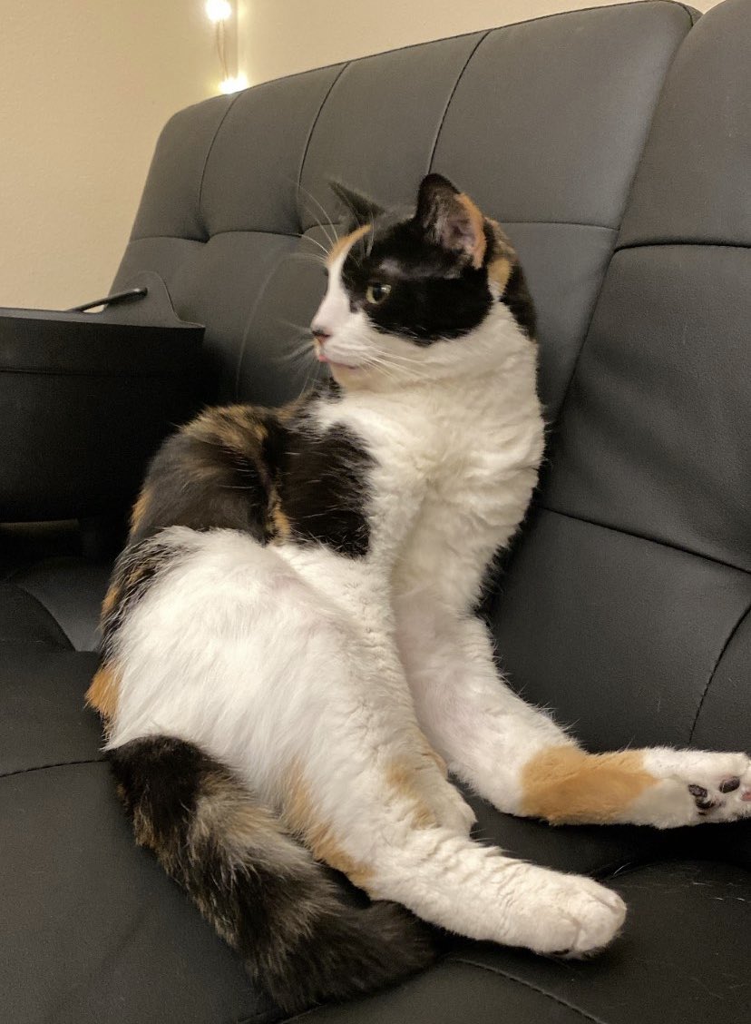AngelLibrarian_'s tweet photo. °|| Look at this thing. My favorite thing. https://t.co/J565mWJOZT
