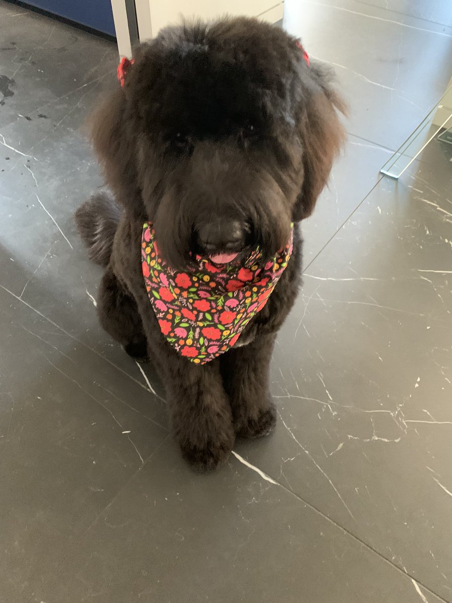 Nutellawoof's tweet photo. Groomed! https://t.co/ErOrjaqa5t