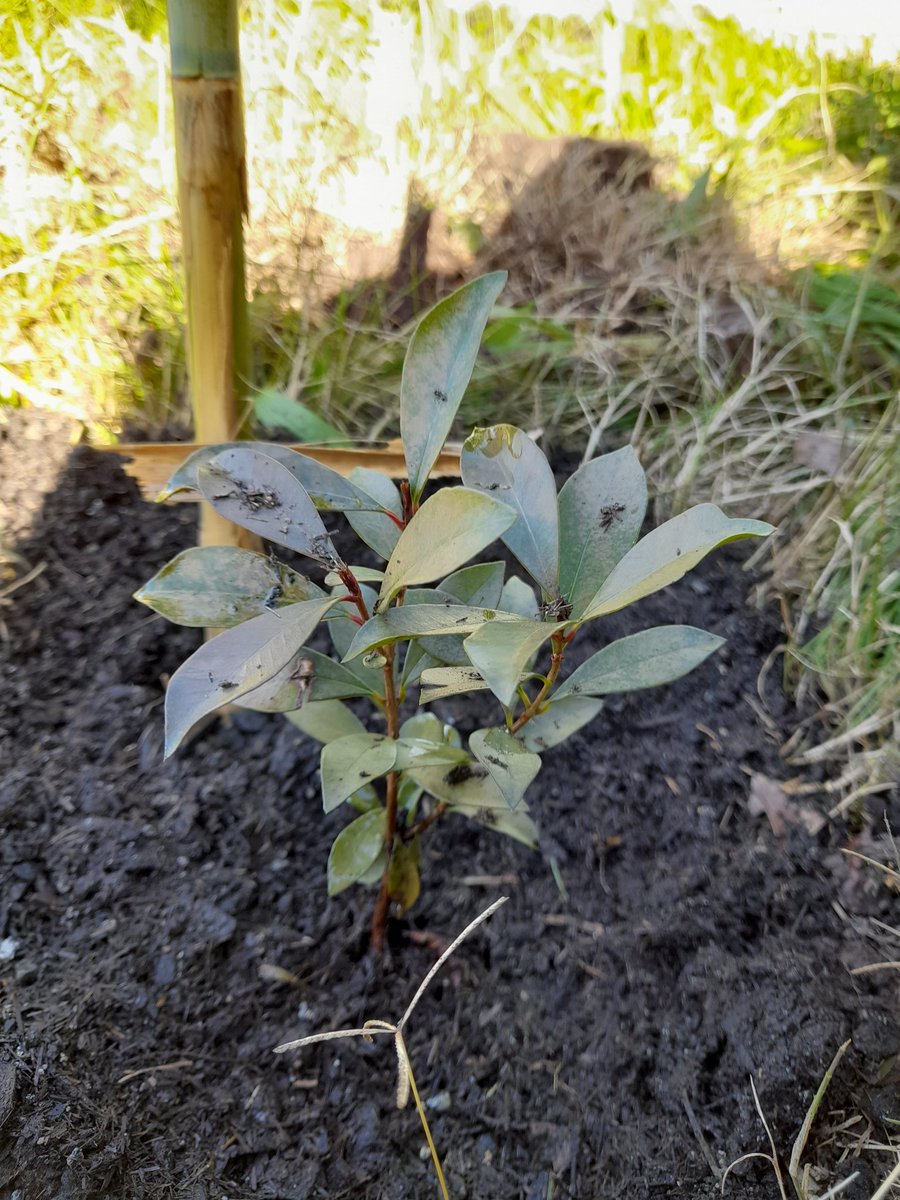 LouiseS81418075's tweet photo. Week 33:Tree 33 = 2 more #lillypilly s planted along our fence in #Tenterfield propogated by my beautiful friend @nicrinataylor 's dad #atreeaweek #tree33 #2022goals #lovetrees #nofilter #tree156 #tree157 #2020goals #lovemotherearth #renewableenergy #noplanetb #ClimateCrisis https://t.co/s68O2P5bIl