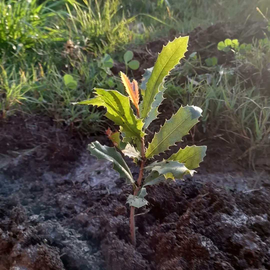 LouiseS81418075's tweet photo. Week 36:Tree 36 = a 3rd #macadamia planted near macadamia no.2 here at #Appletree a gift from my good friend @nicrinataylor & her clever Dad #atreeaweek #tree36 #2022goals #lovetrees #tree160 #2020goals #lovemotherearth #EarthShotPrize #renewableenergy #noplanetb #ClimateCrisis https://t.co/5xz8EIjoLd