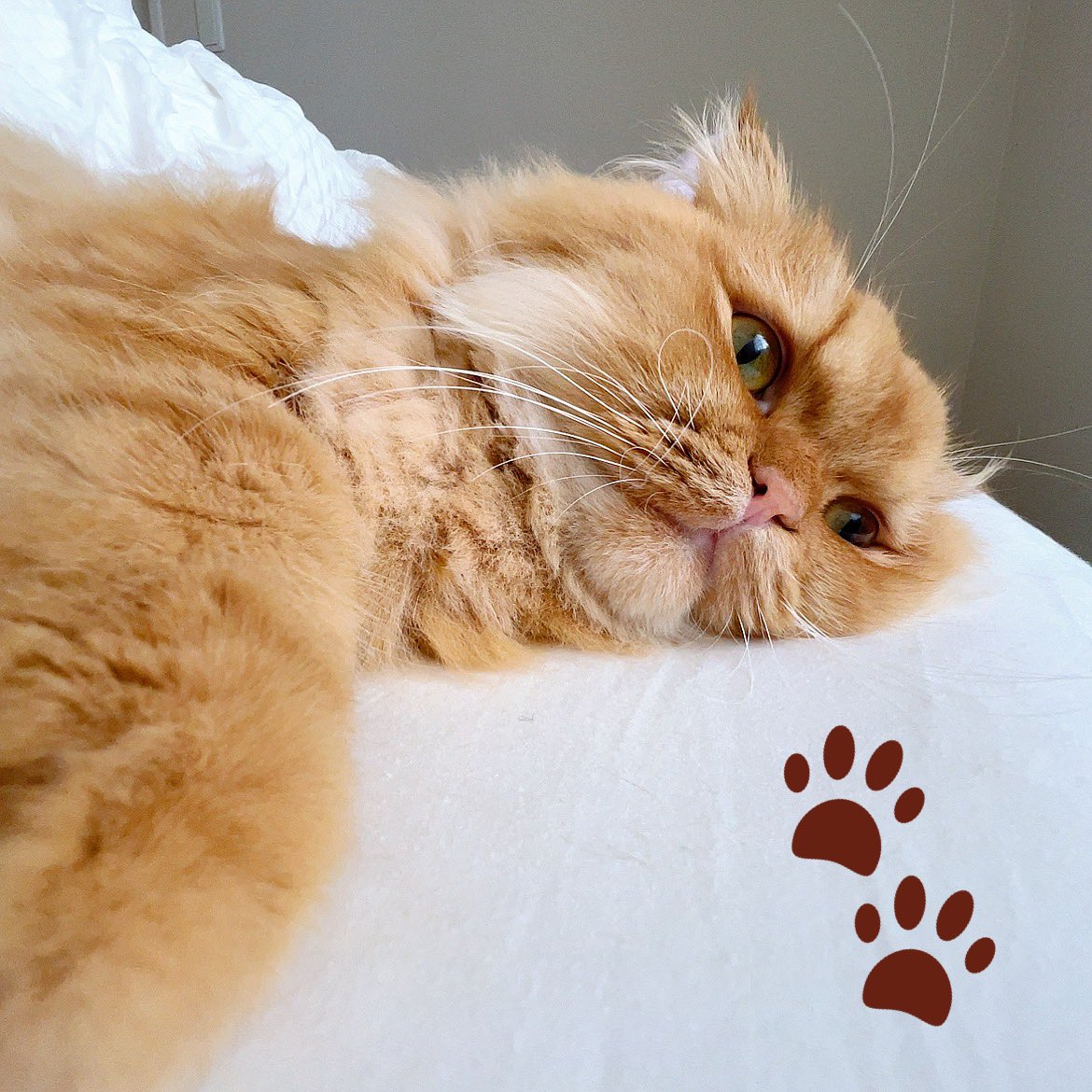 pinomaruuu_'s tweet photo. おはぴのです！！！！！

隣にいるのかわいい🐈😆♡♡ https://t.co/0j5KXqWJD3