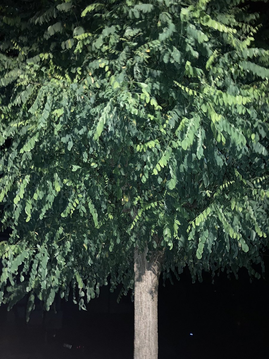 #tree #baum #night