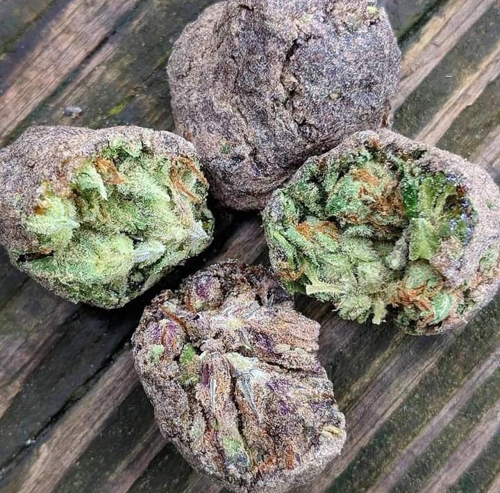 Fernand49034227's tweet photo. Púrple Moonrocks 👑🍁👑 https://t.co/EJ2lU0rl7K