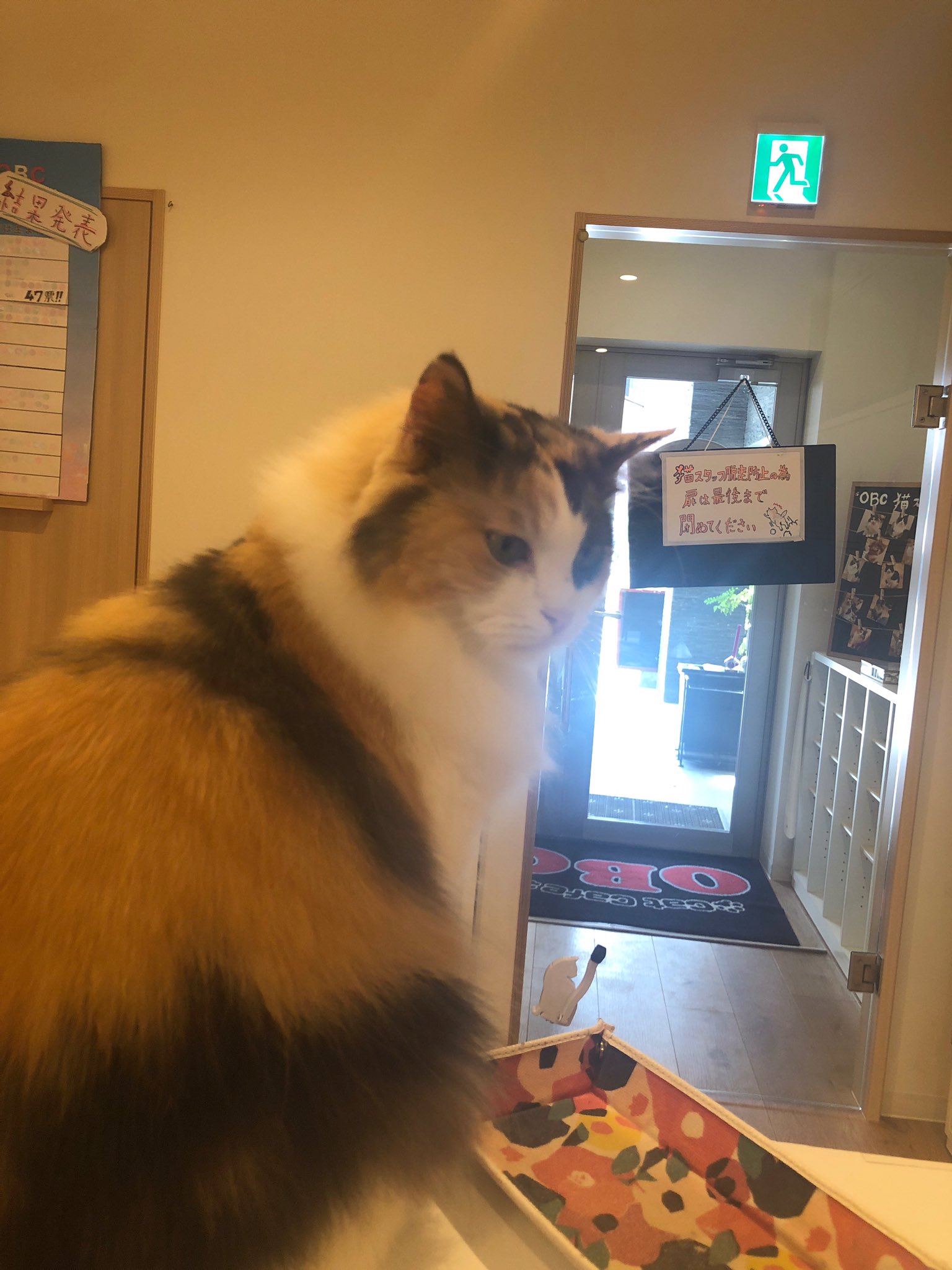 Cat Cafe Obc Catcafe Obc Twitter