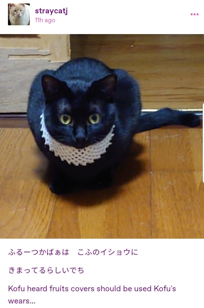 wumbreons's tweet photo. I think he looks royal (featuring his brother as well)

#straycatj https://t.co/OpD6NSxNwY