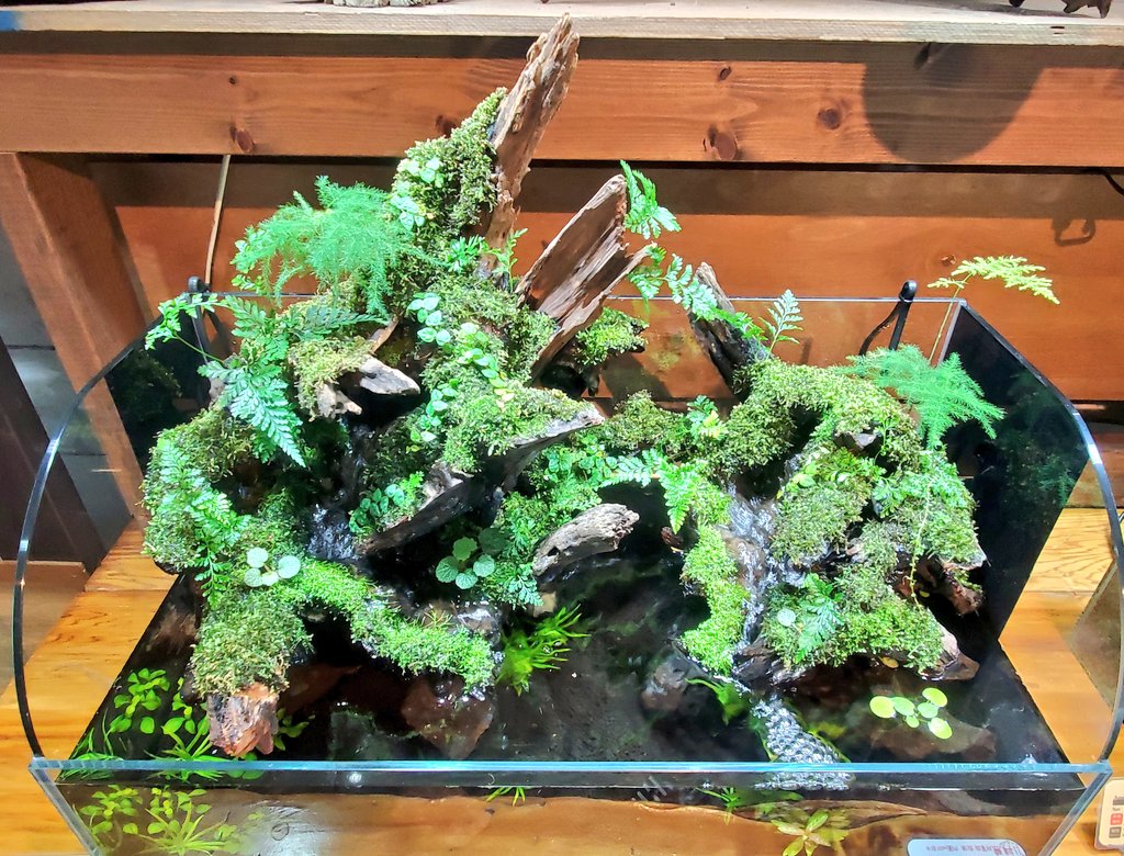 ⛰️#アクアテラリウム(雫 -shizuku-)の紹介です! ①クリスタルテラ