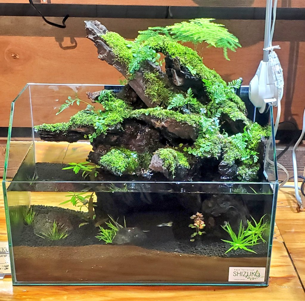 ⛰️#アクアテラリウム(雫 -shizuku-)の紹介です! ①クリスタルテラ
