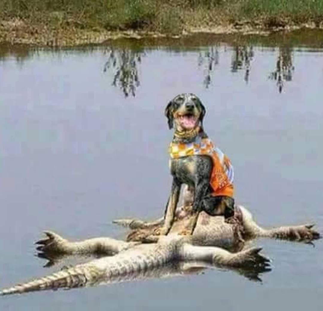 Lord it feels good to finally beat Florida!