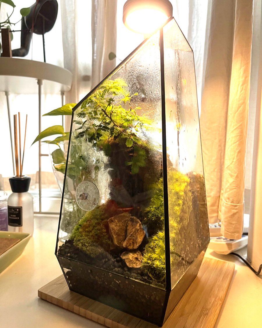 As a corporate initiative, we are doing away with floral wreaths when our clients celebrate their grand openings. Instead, we’ll send this, a terrarium. It’s living art, it’s a keepsake, it’s sustainable. We love it! #terrarium  #interiordesign #sustainablebusiness