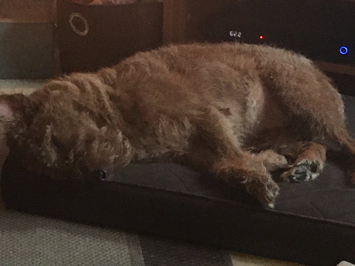 DublinIrishPup's tweet photo. #Zorsted now Fanks Mum me had a blast at #lowtide with many pals & #zomb chasing #needtorest 🥱 https://t.co/81yMXJrs9Y