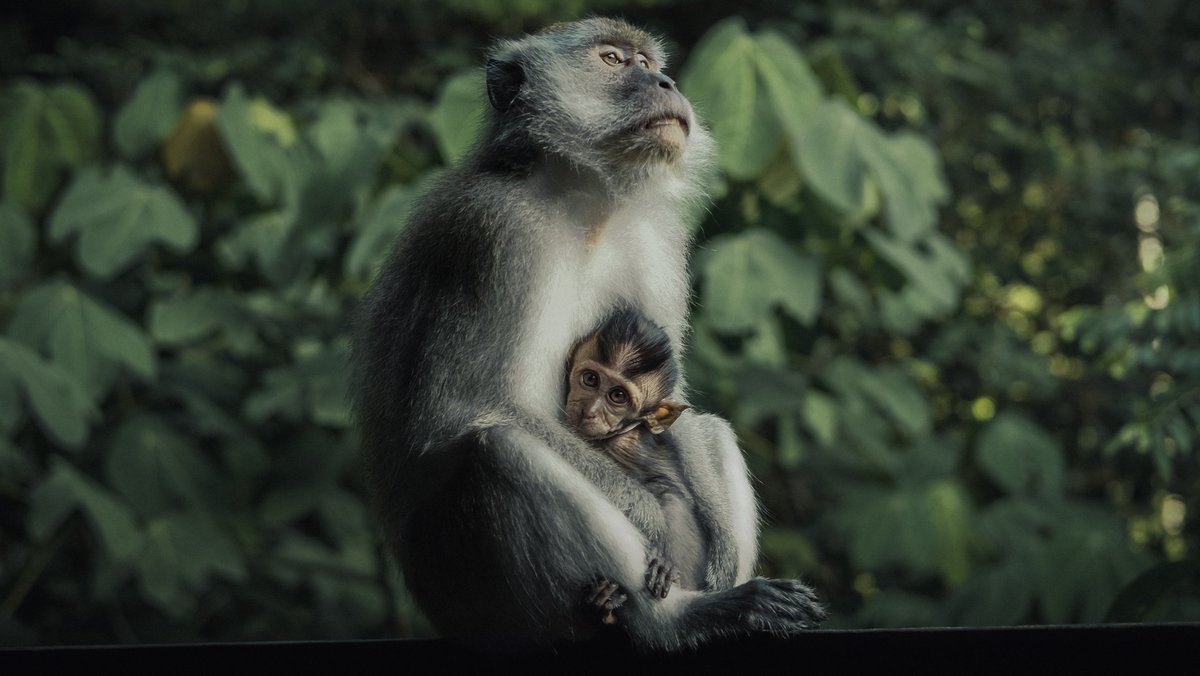 ShotsFired_B's tweet photo. Mother &amp; Child~
A photoshoot
#wildlife #wildlifephotography #fujifilm #shotsfired_B https://t.co/fFs2Whm4Yz
