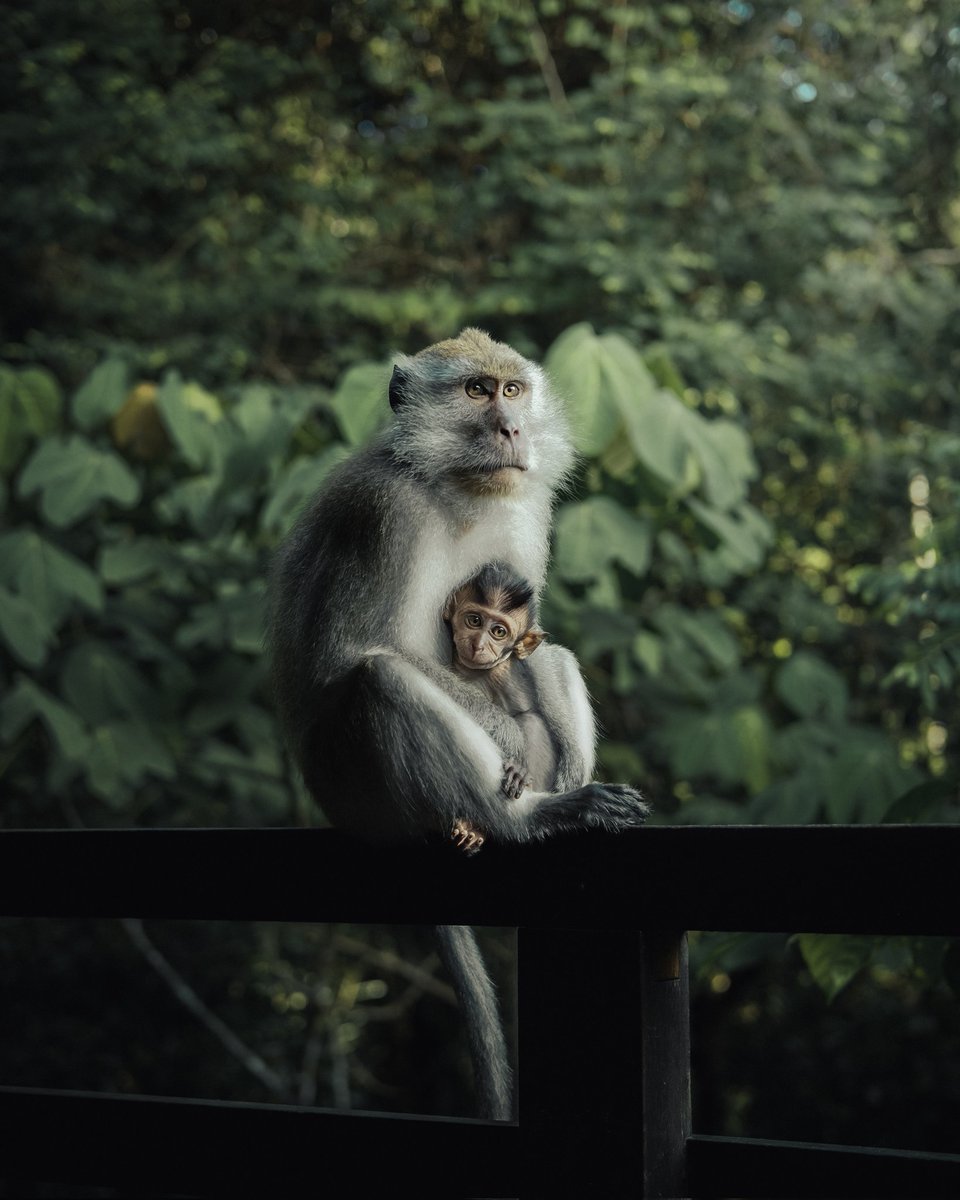 ShotsFired_B's tweet photo. Mother &amp; Child~
A photoshoot
#wildlife #wildlifephotography #fujifilm #shotsfired_B https://t.co/fFs2Whm4Yz