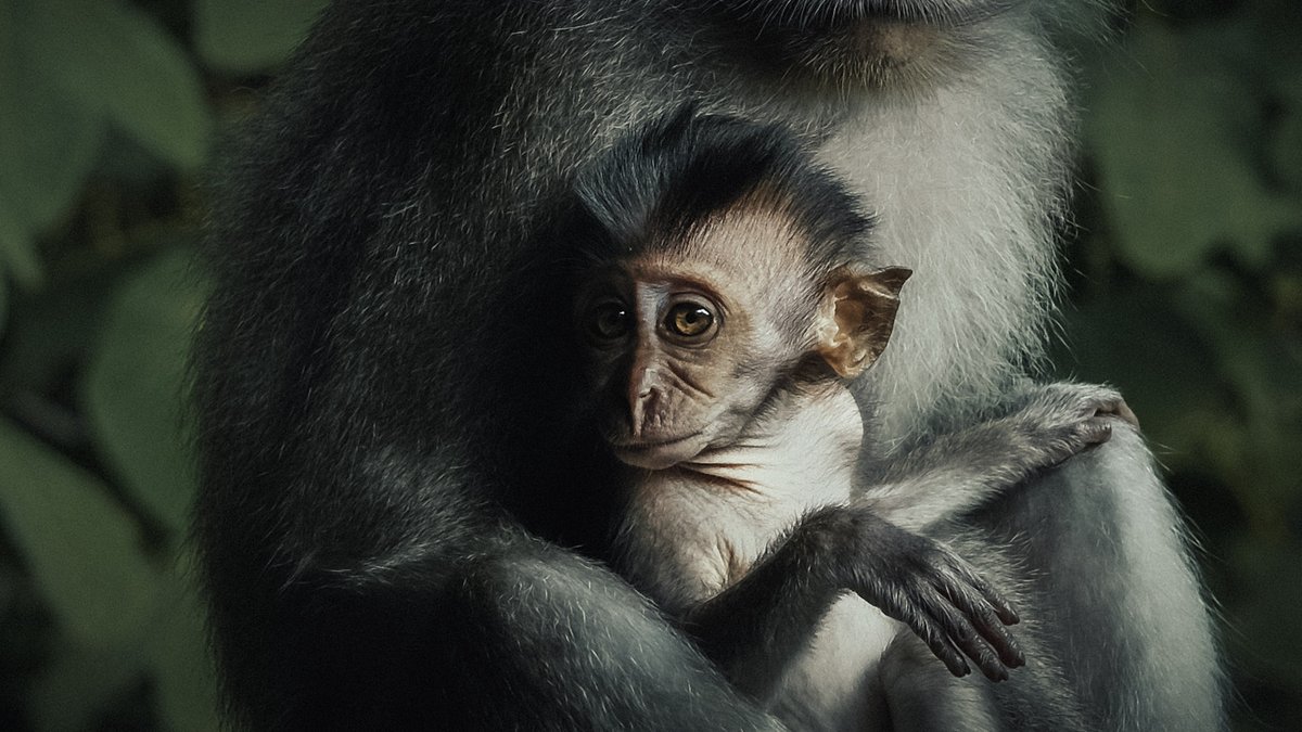 ShotsFired_B's tweet photo. Mother &amp; Child~
A photoshoot
#wildlife #wildlifephotography #fujifilm #shotsfired_B https://t.co/fFs2Whm4Yz