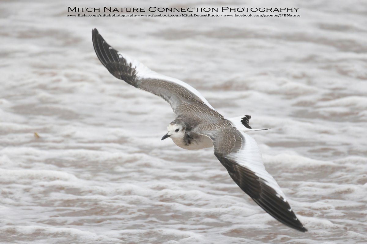 MitchDoucet's tweet photo. A SABIN'S GULL was found in Westmorland Count, New Brunswick on 2022-09-24 by Gilles Belliveau after the passage of #Fionahurricane through the Maritimes.  #Birder #Birders #Birding #Onithology #Nature #naturelovers #NatureConnection #Bird #RareBird #Sabins #Gull https://t.co/RdTnAkjRpE