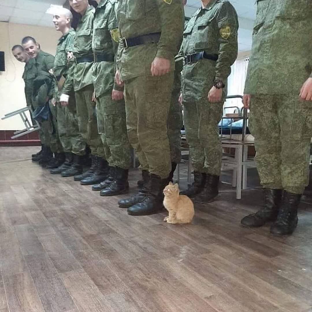 Hasta los gatos se están presentando en el servicio militar Ruso.