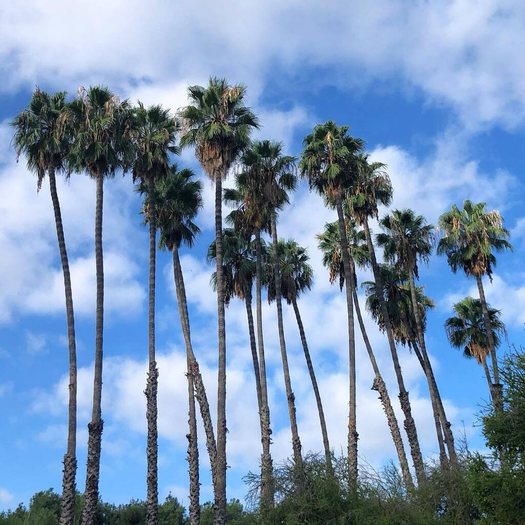 🌴 🌴 🌴 instagr.am/p/Ci6ROc_Jl-r/