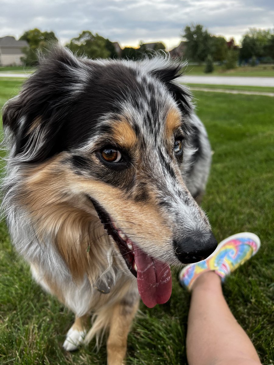 Enlightened64's tweet photo. @MediumCindyKaza @discoveryplus @travelchannel My boy the service wiggle butt and I enjoying the suburban Chicago sunshine. https://t.co/LFBEirig1u