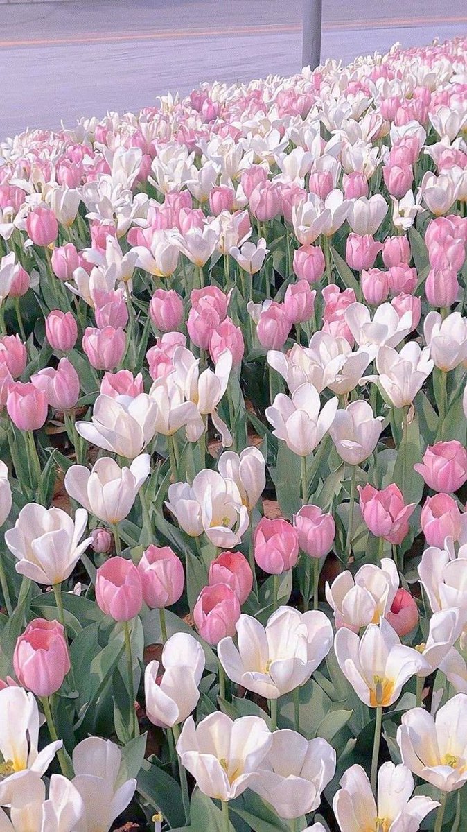 Rokicutee's tweet photo. 🌷💐🌷💐🌷 https://t.co/ca5mRCpmZT