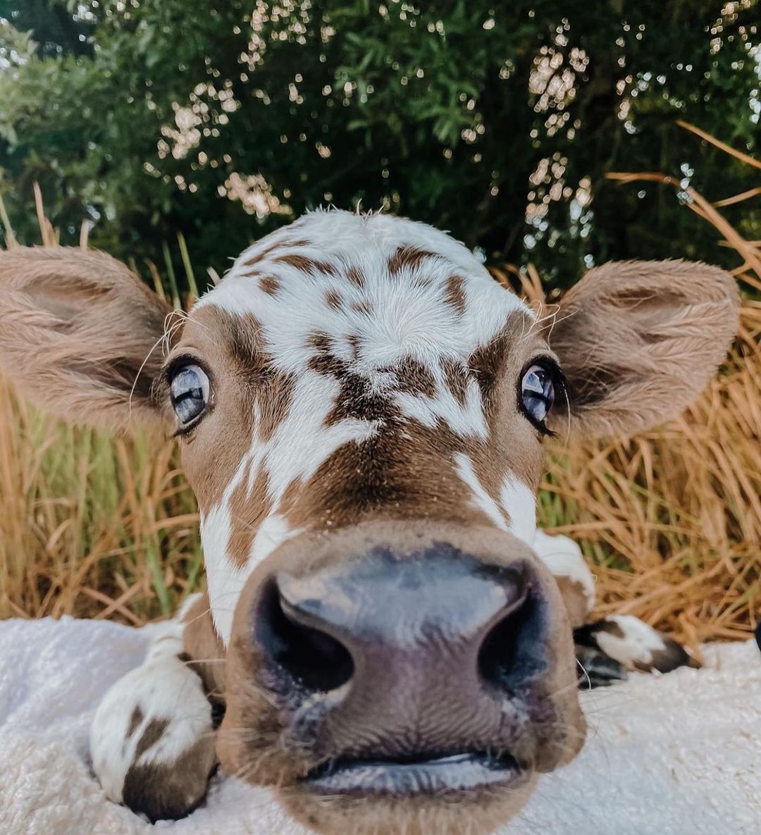 RT to boop the nose 🐮