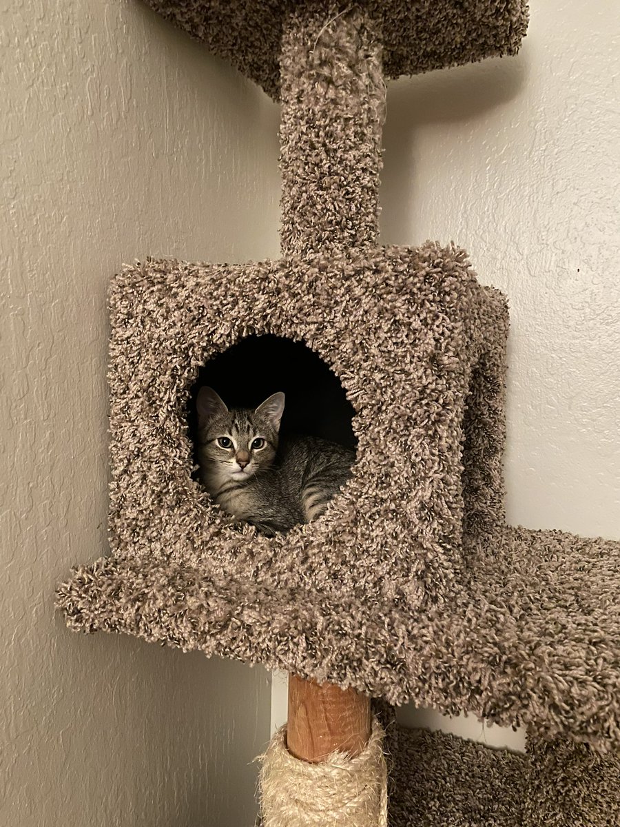 feederofcats's tweet photo. ohh ok i get it you're a big guy now. sleep in tree by yourself ok big huge man. my bad full grown guy https://t.co/B72sdTgBqv