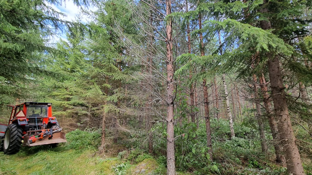 Länsi-Suomi -lehdessä 25.9. @spietikainen toteaa, että 'kun puu kaadetaan, ei sinne parissakymmenessä vuodessa kasva kuin pajukko'. Kuvassa 22- vuotias kylvämällä perustettu metsikkö, joka on ensiharvennusvaiheessa. Pelkkää pajukkoako? Päättäjien metsään jalkautuminen paikallaan.