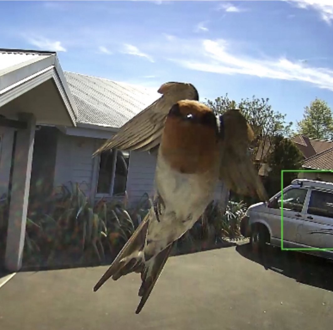 SandalsNZ's tweet photo. @whaeavee That’s so cool! We have photobombing birds, always fun to see. https://t.co/dtKaMJ1bj6