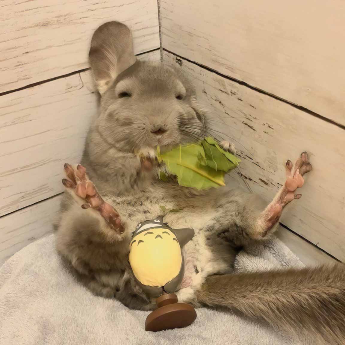 Забавные шиншиллы