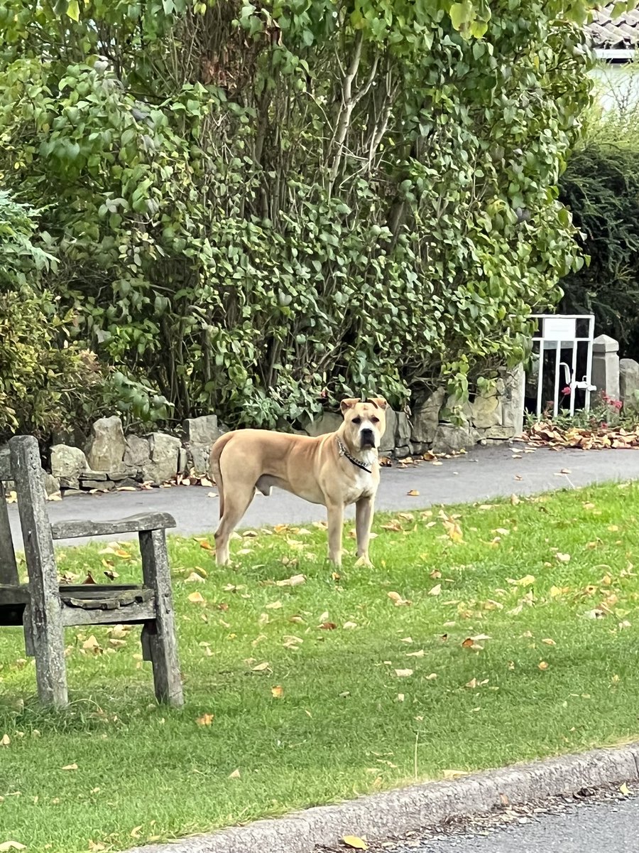 hectorfirth's tweet photo. Dog without owner outside Stocksbridge Golf Club https://t.co/kUXN5XkWou