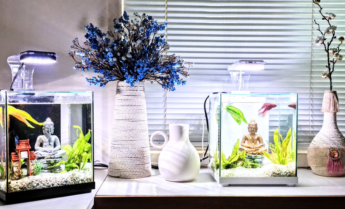 OZZY_GiRL_'s tweet photo. The boys are happy in their clean tanks ♥️🙌♥️ 
#bettafish #bettasplenden #FishRFriends #fighterfish #aquarium #hobbyist #Paitoon #Chai #fish #Siamese #pets https://t.co/dJe0PTEiuW