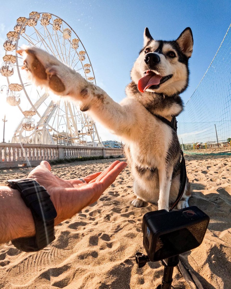 GoProUK's tweet photo. High five if youโve copped one of our brand new #GoProHERO11 Blackโs. ๐
Teocolombo (IG) + balithewolf (IG) have had their paws on it. ๐ธ
With #HyperSmooth 5.0, 10-Bit colour + an #Enduro battery, this is an upgrade like youโve NEVER seen before!
#GoProUK #GoProIT #Dog https://t.co/PgDRF7JqnX