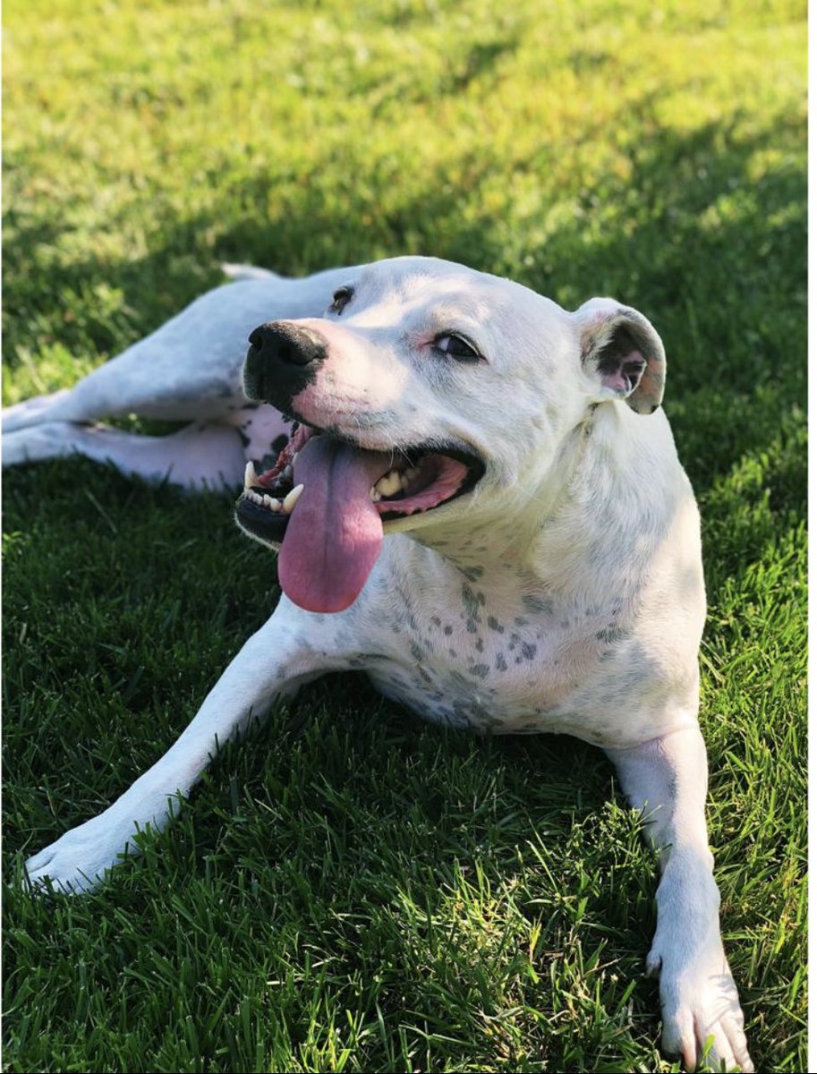 Tough day for the Wooby. Emergency vet for tummy problems and v sadly my sweet, beautiful Nephew Paddy went #OTRB 🌈 unexpectedly today, his mumma and hoosis and everyone is 💔 heartbroken. Paddy really was the best boy 🙏❤️ Lubs yoos Paddy 💙💙💙