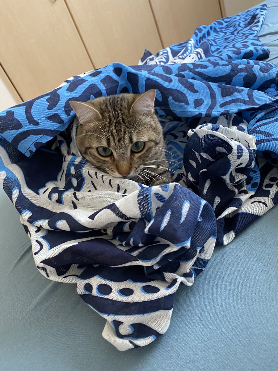 まろ猫様専用