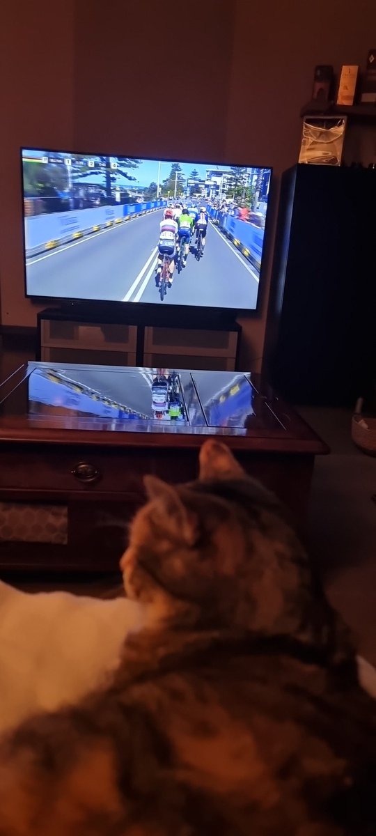 driespatrick1's tweet image. Zelfs de kat kijkt naar het Wk