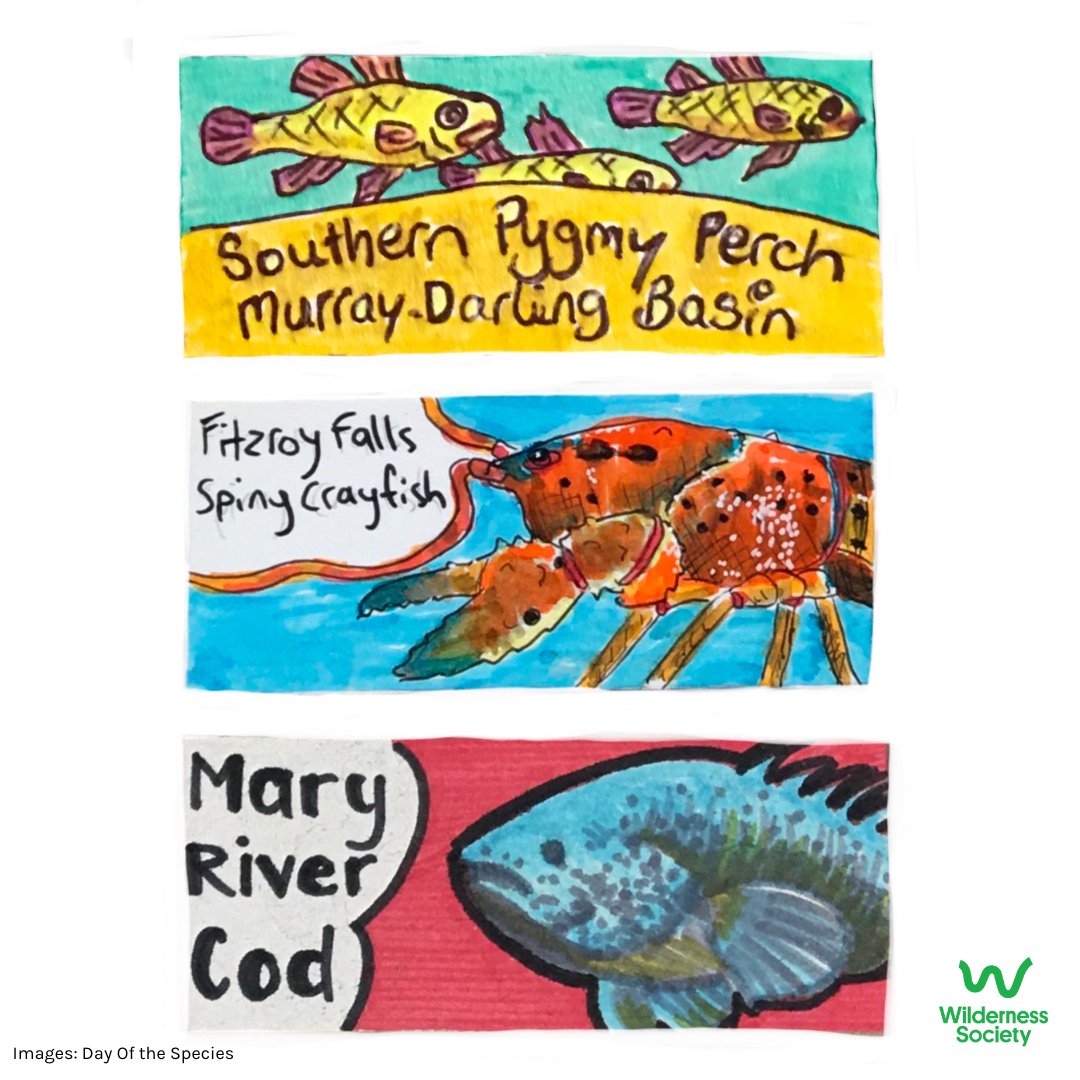 Wilderness_Aus's tweet photo. โRivers are the arteries of our planet; they are lifelines in the truest sense.โ ~ Mark Angelo.
This #WorldRiversDay remember the many Aussie river animals under threat of extinction.
Yet #Extinctionisachoice. Demand strong new nature laws today๐
https://t.co/9ybqqyXoRU https://t.co/DGogog8eDM