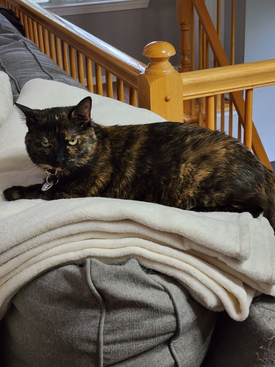 LaurenAF87's tweet photo. When your cat is a whole ass mood. #restingcatface #Prue #CatsofTwittter https://t.co/XtMxGJSYG6